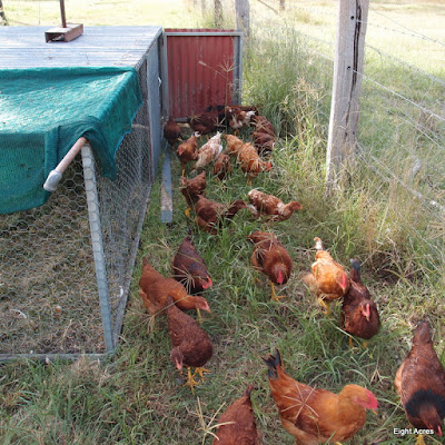 Chickens